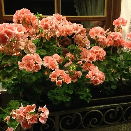 Отель Tutzinger Hof 3*